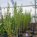 Filirea úzkolistá (Phillyrea angustifolia) ´GREEN UP´ - výška 50-70 cm, kont. C3L